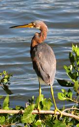 Blue Heron - GAL Photo