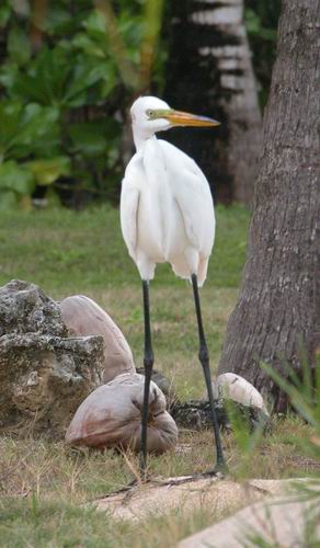 Bird