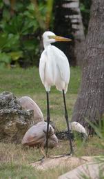 Egret - GAL Photo