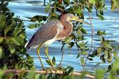 Blue Heron - GAL Photo