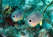 Four Eyed Butterfly Fish - GAL Photo