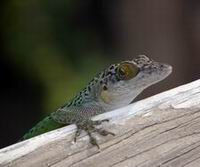 Lizard - GAL Photo