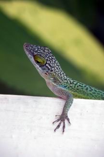 Lizard - GAL Photo
