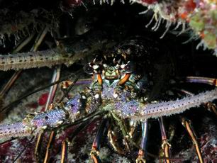 Spiny Lobster - GAL Photo