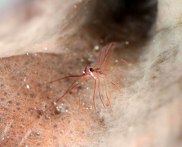 Peppermint Crab