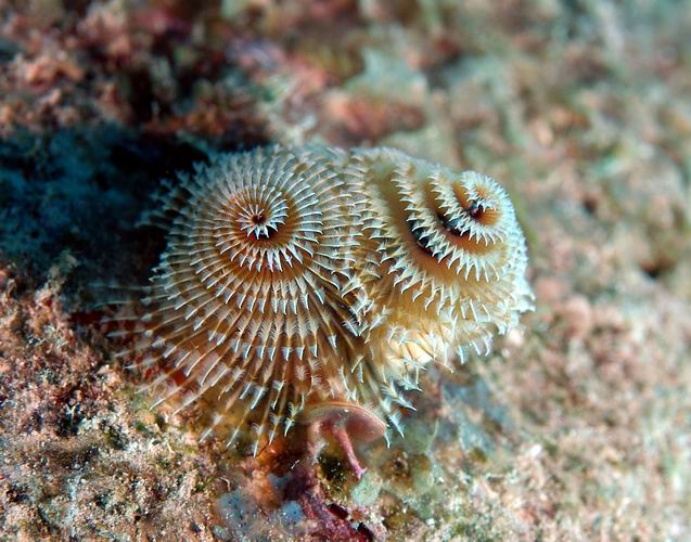 Christmas Tree Worm