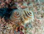 Christmas Tree Worm - GAL Photo