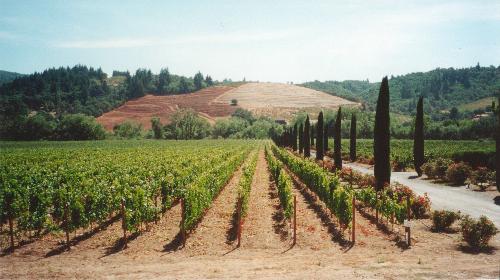 Ferrari-Carrano Vineyards - KMB Photo