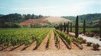 Ferrari-Carrano Vineyards - KMB Photo