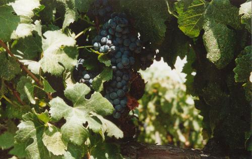 Frog's Leap Grapes - KMB Photo