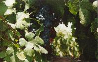 Frog's Leap Grapes - KMB Photo