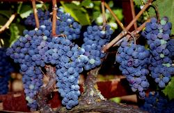 Sonoma Grapes - KLM Photo