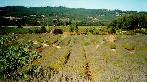 Matanzas Creek Lavender - KMB Photo