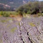 Matanzas Creek Lavender - KLM Photo