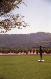 Robert Mondavi Winery - KLM Photo