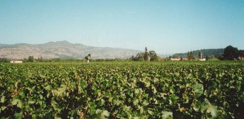 Robert Mondavi Winery - KMB Photo
