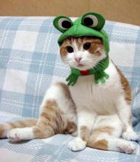 Frog Costume