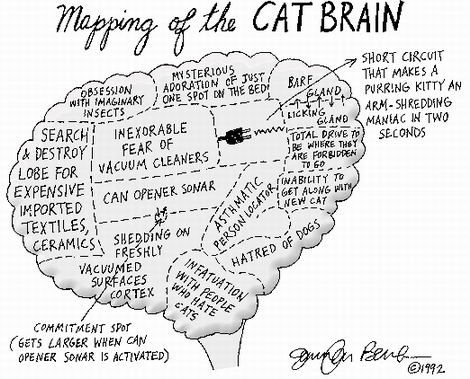 Cat's Brain