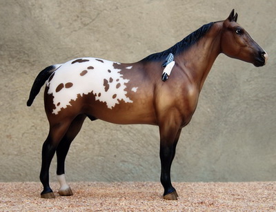 Buckskin Blanket Appaloosa