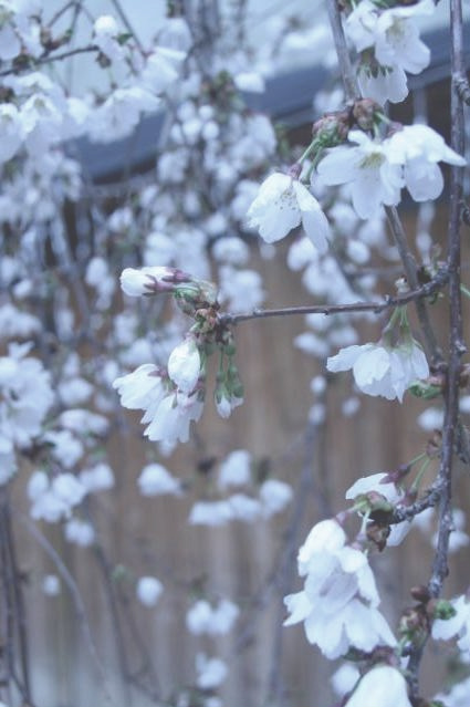 Cherry blossoms