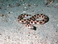 Spotted Eel