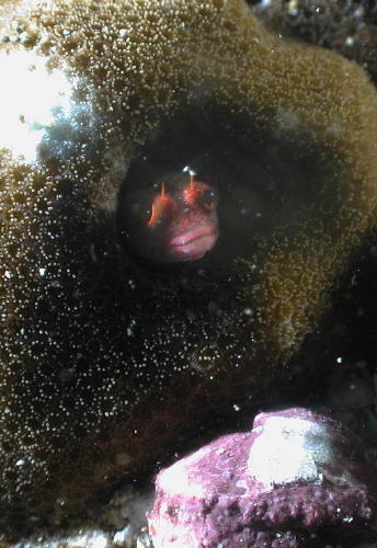 Blenny