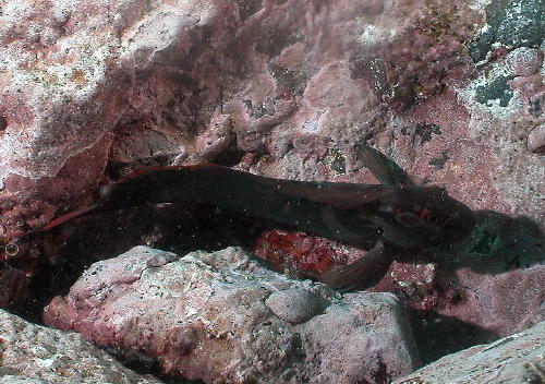 Blenny