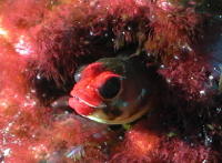 Happy Blenny