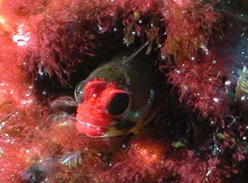 Mad Blenny