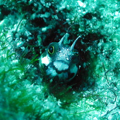 Blenny