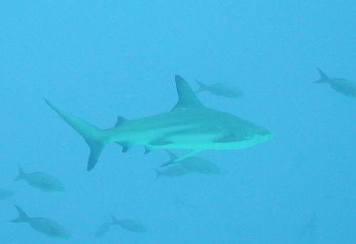 Black Tip Reef Shark