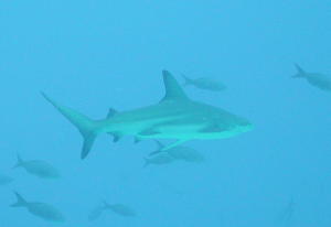 Black Tip Reef Shark