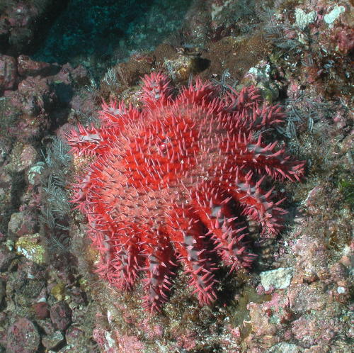 Crown of Thorns Starfish