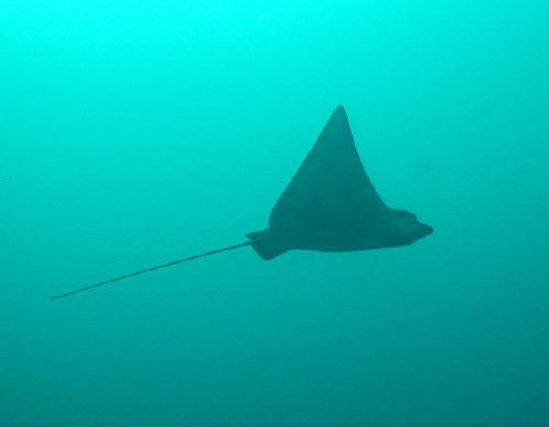 Eagle Ray