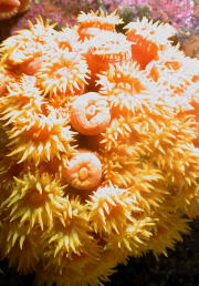 Reef Flowers