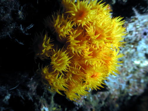 Reef Flowers