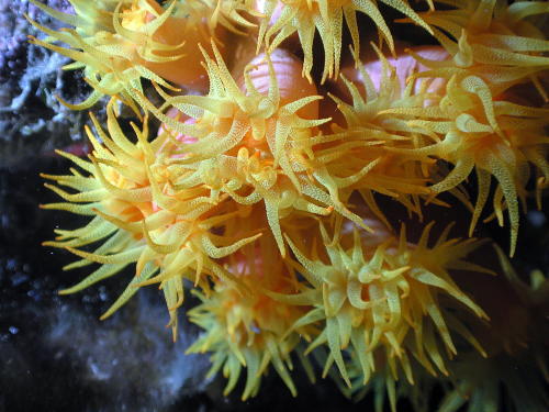 Reef Flowers