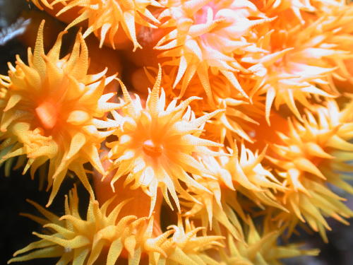 Reef Flowers