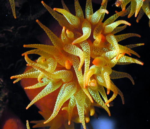 Reef Flowers