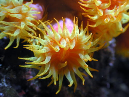 Reef Flowers