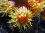 Reef Flowers
