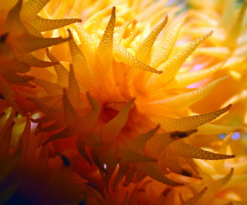 Reef Flowers