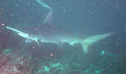 Hammerhead