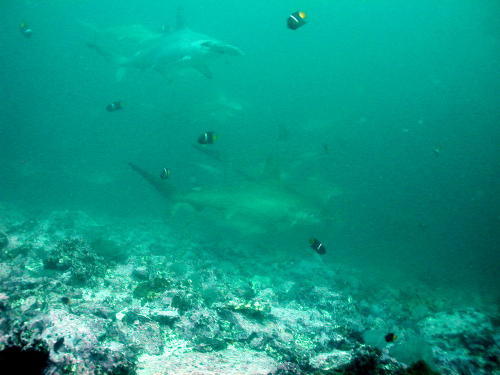 Hammerheads