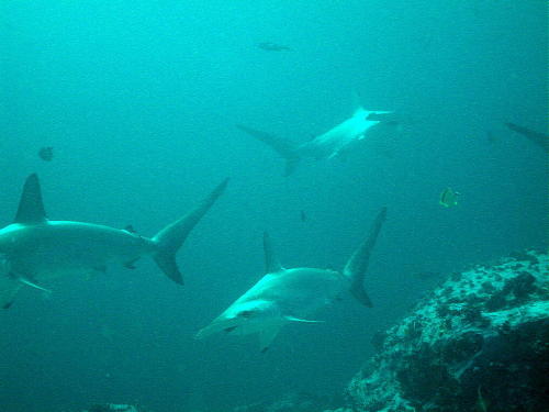 Hammerheads