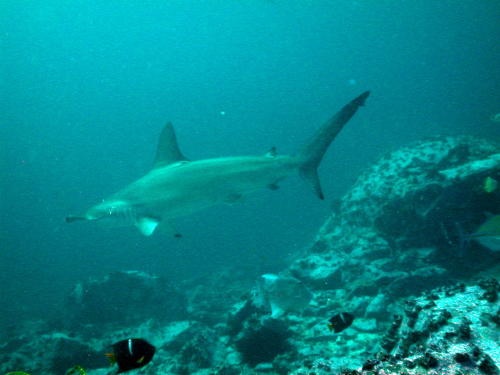 Hammerhead