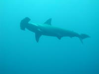 Hammerhead