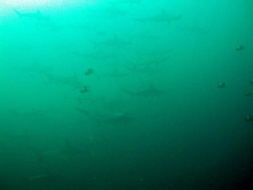 Schooling Hammerheads