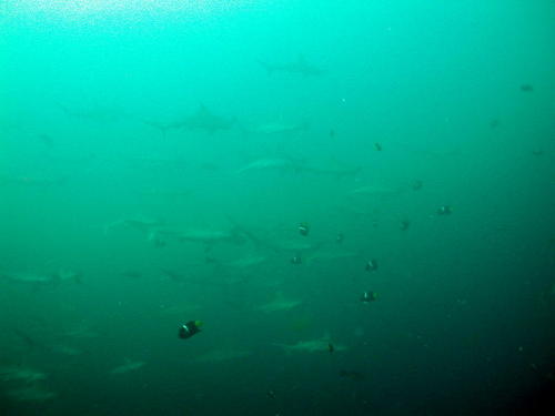 Schooling Hammerheads