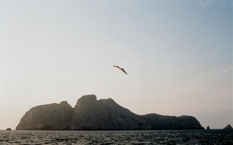 Malpelo